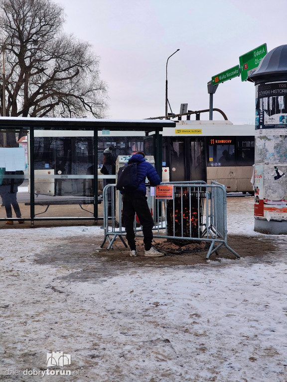 Koksowniki na ulicach Torunia