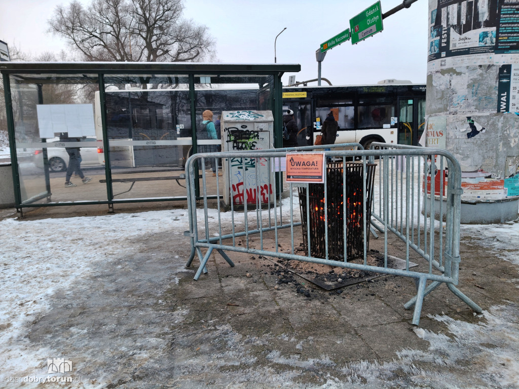 Koksowniki na ulicach Torunia