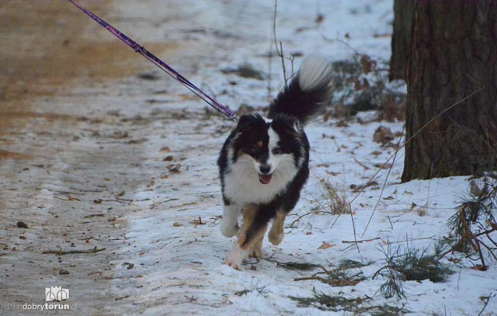 Parkrun Toruń dla WOŚP