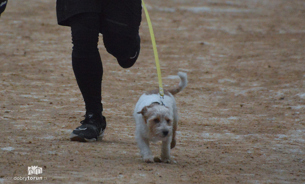 Parkrun Toruń dla WOŚP