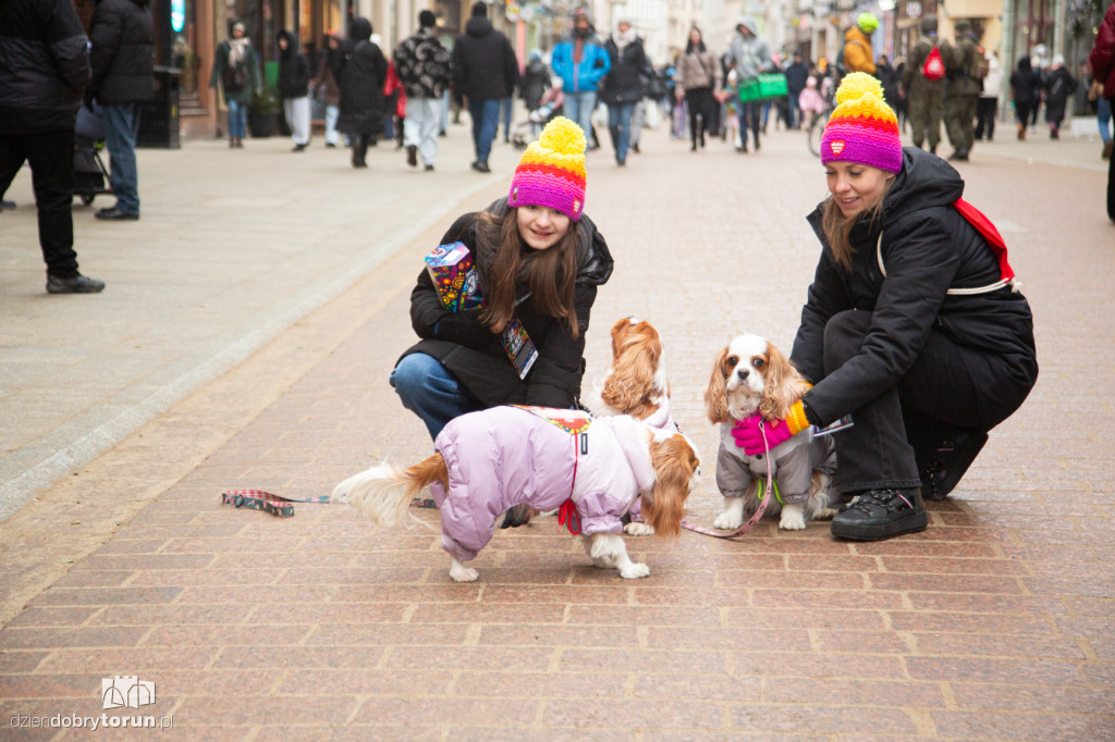 34. Finał WOŚP - wolontariusze na ulicach Torunia