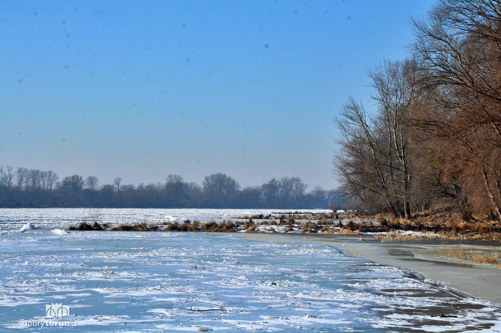 Wisła w Toruniu zamarza