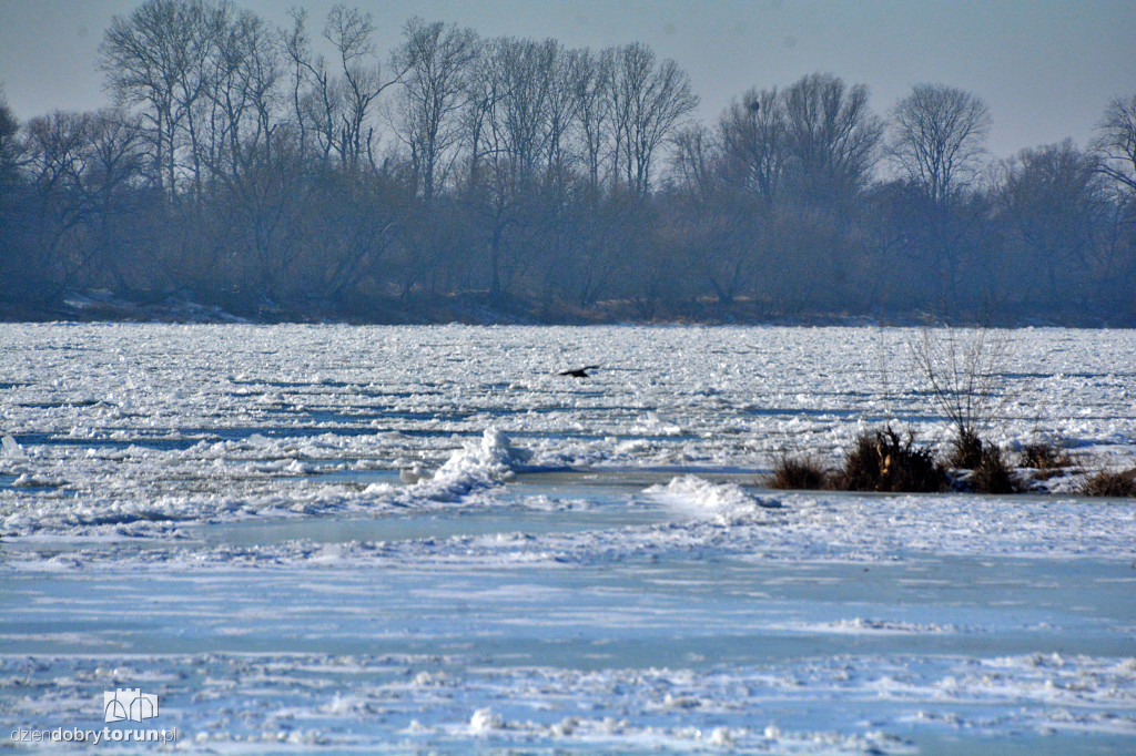 Wisła w Toruniu zamarza