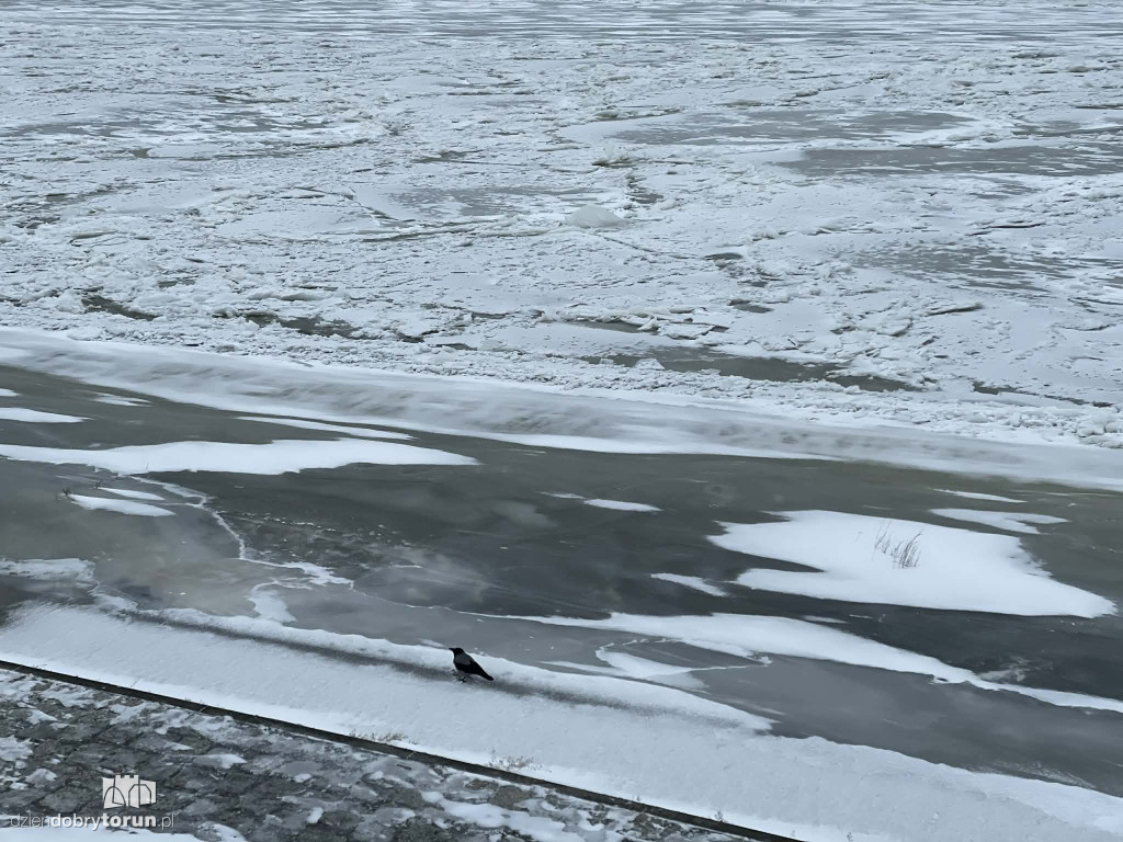 Wisła w Toruniu zamarznięta!