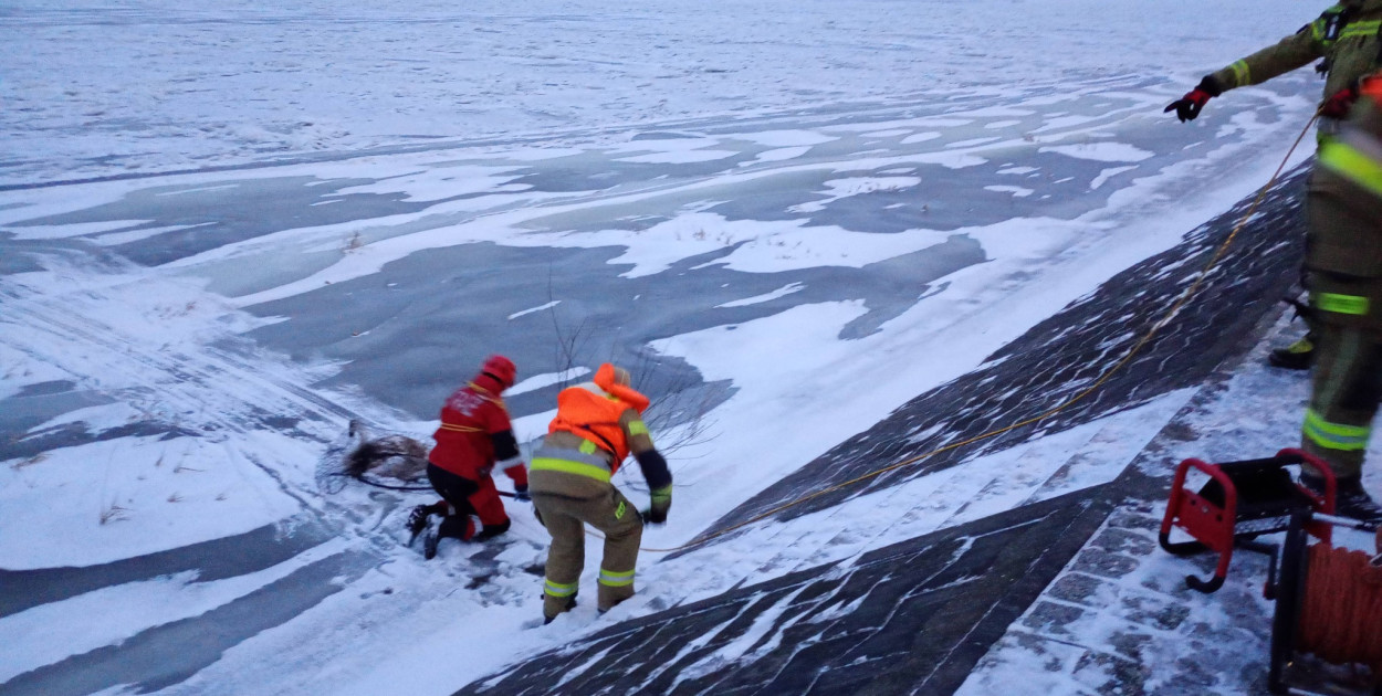 Łabędź uwięziony w lodzie