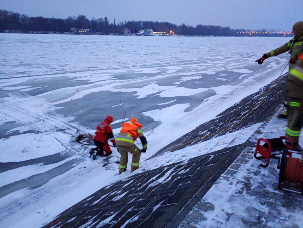 Łabędź uwięziony w lodzie