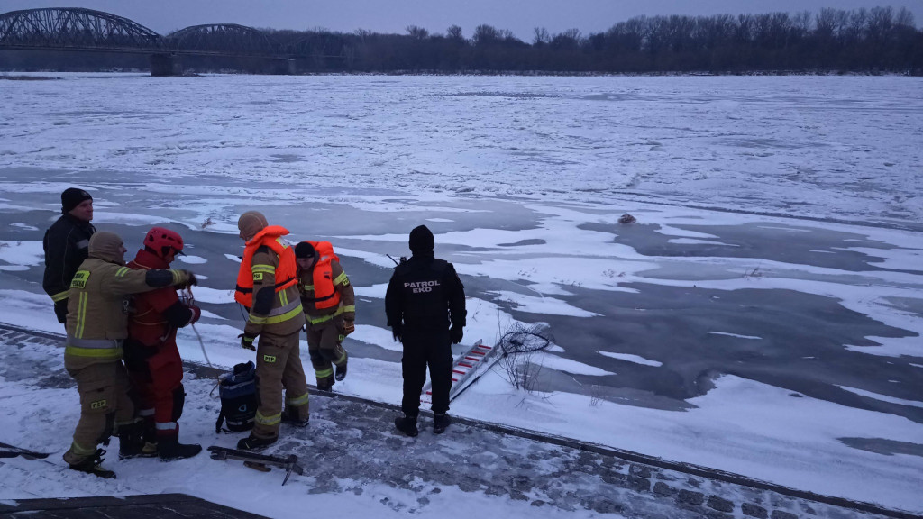 Łabędź uwięziony w lodzie