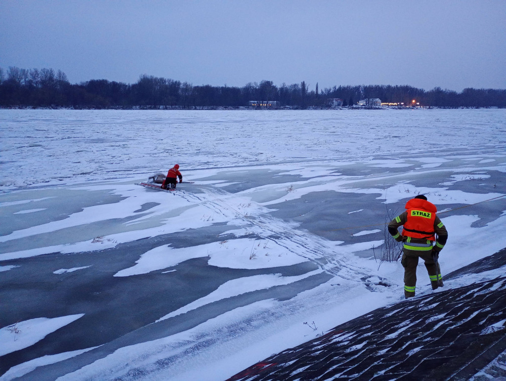 Łabędź uwięziony w lodzie