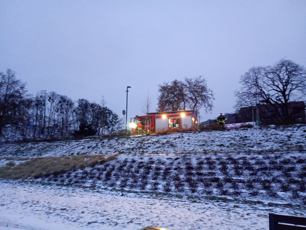 Łabędź uwięziony w lodzie