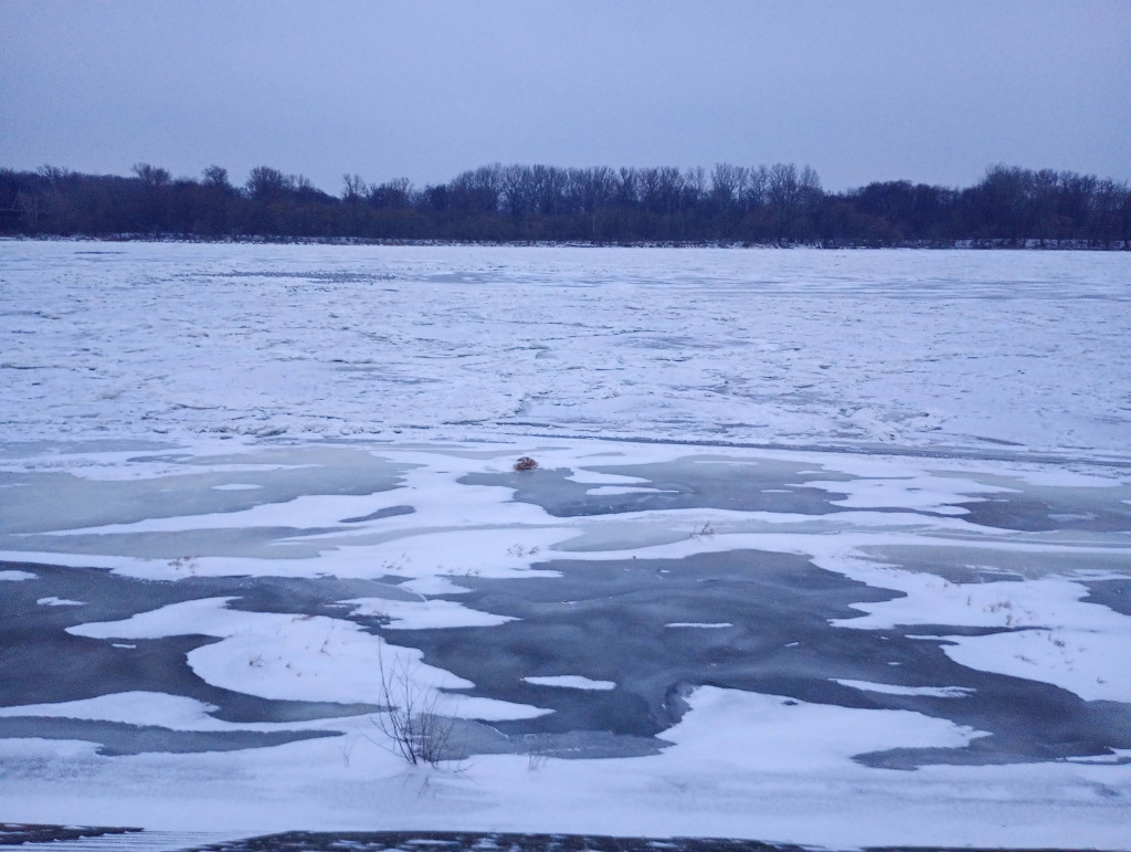 Łabędź uwięziony w lodzie
