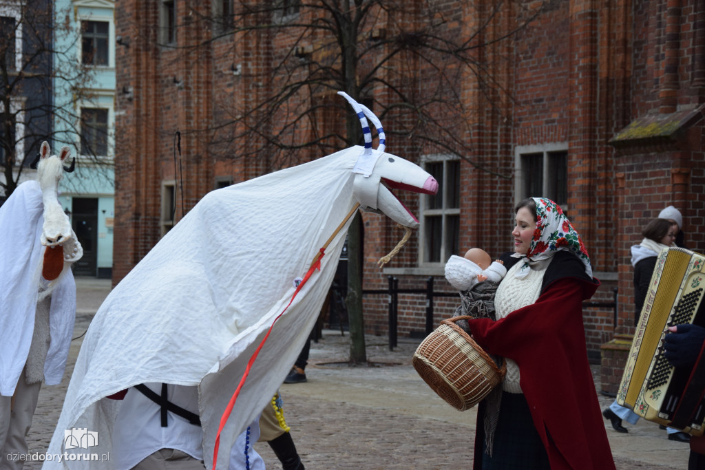 Koza Kujawska na Starym Mieście