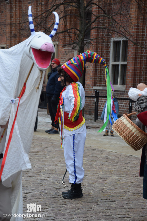 Koza Kujawska na Starym Mieście