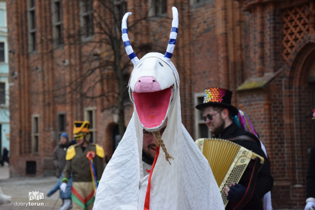Koza Kujawska na Starym Mieście