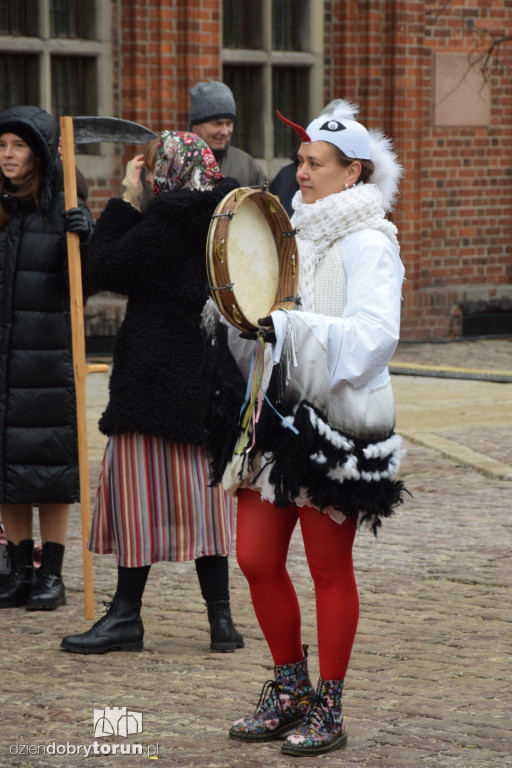Koza Kujawska na Starym Mieście