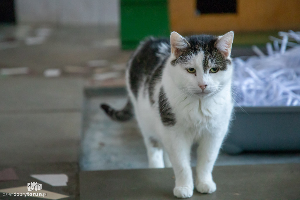 Dzień kota w schronisku