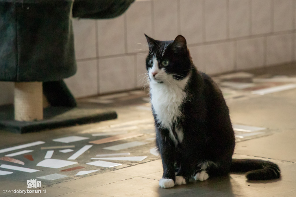 Dzień kota w schronisku