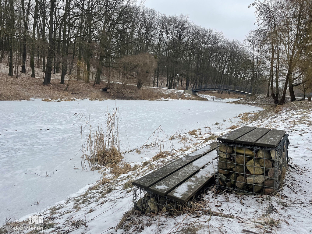 Przyducha na Martówce w Toruniu