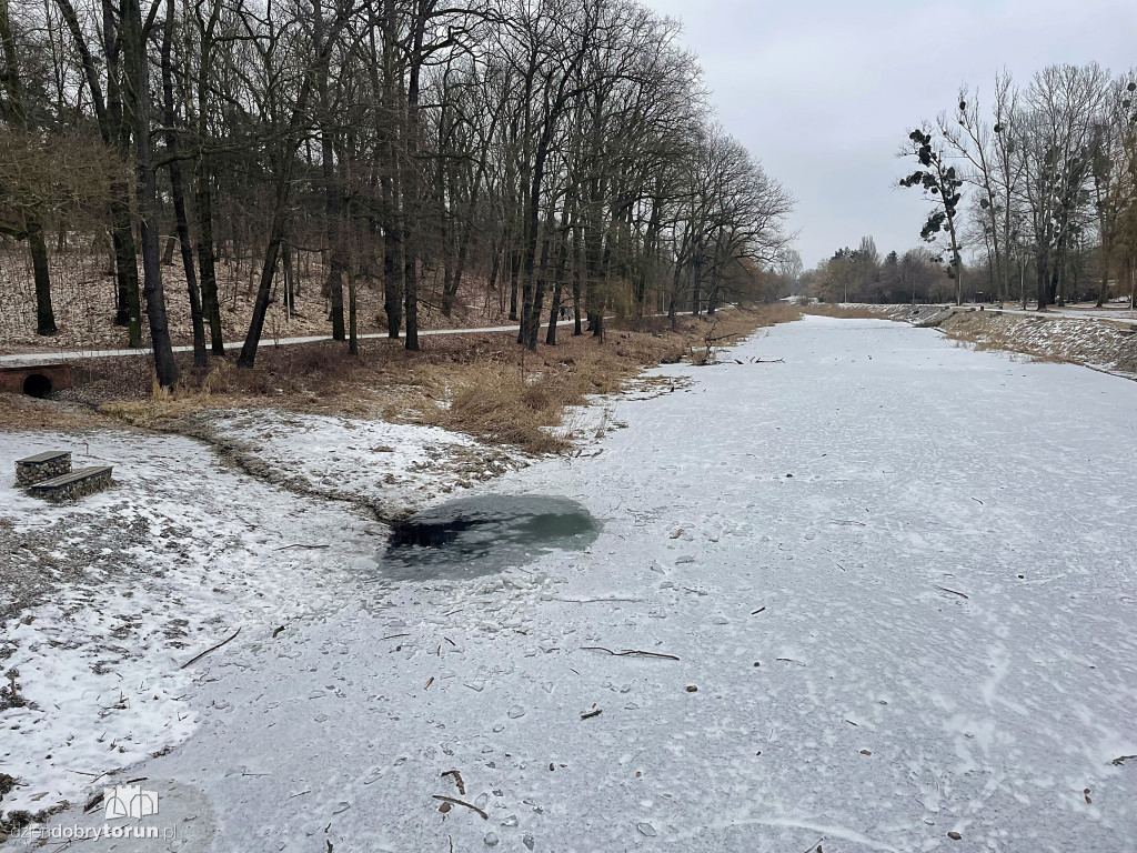 Przyducha na Martówce w Toruniu