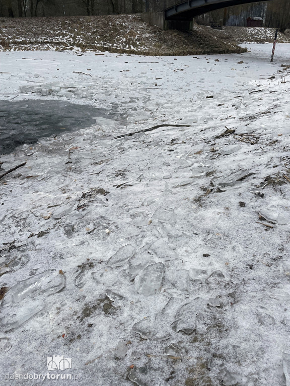 Przyducha na Martówce w Toruniu