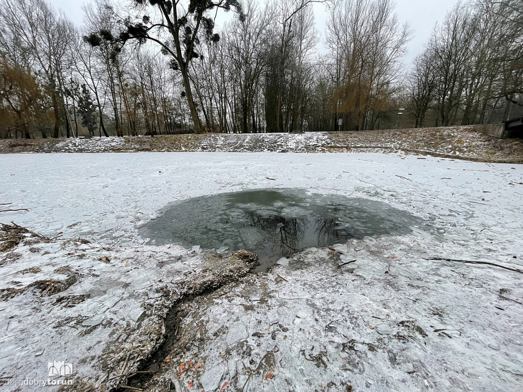 Przyducha na Martówce w Toruniu