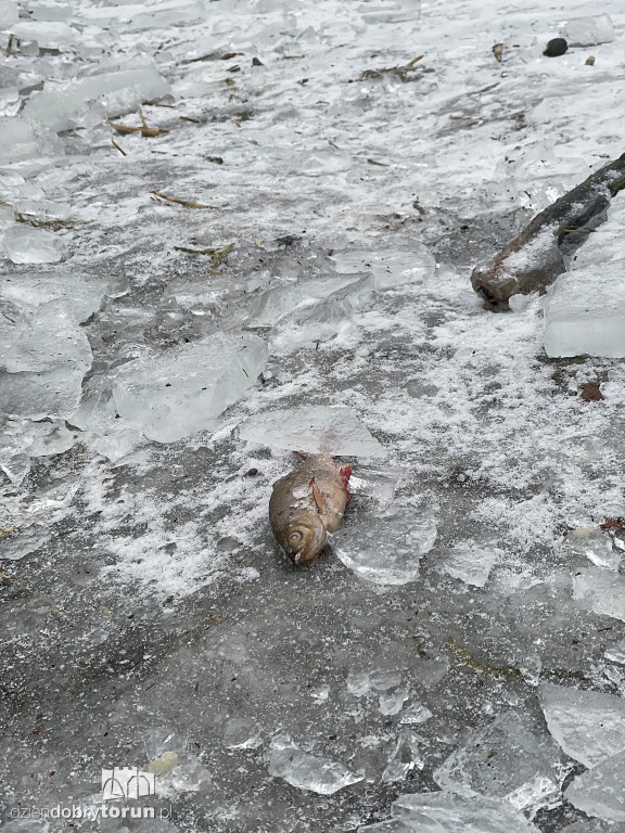 Przyducha na Martówce w Toruniu