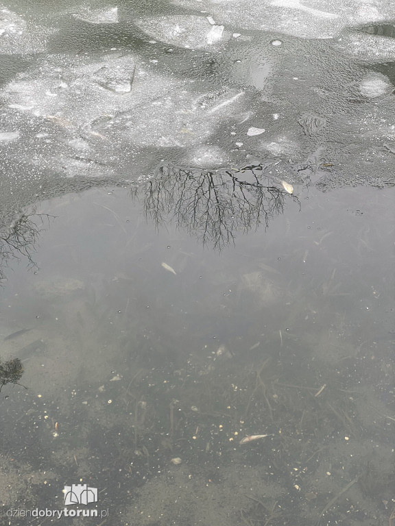 Przyducha na Martówce w Toruniu