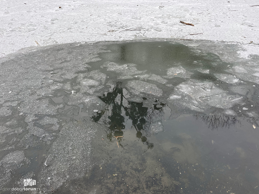 Przyducha na Martówce w Toruniu