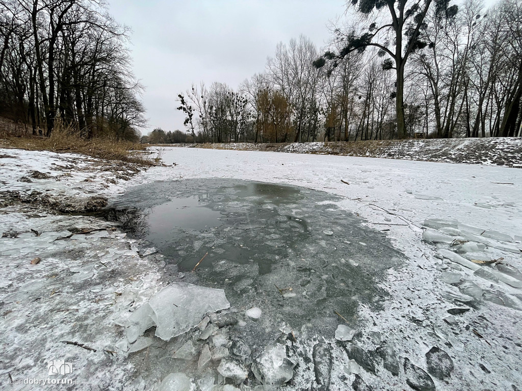 Przyducha na Martówce w Toruniu