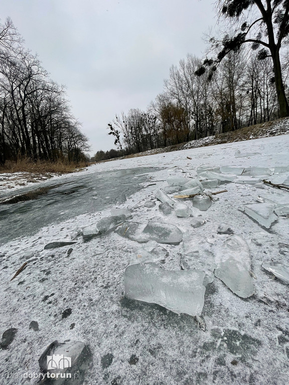 Przyducha na Martówce w Toruniu