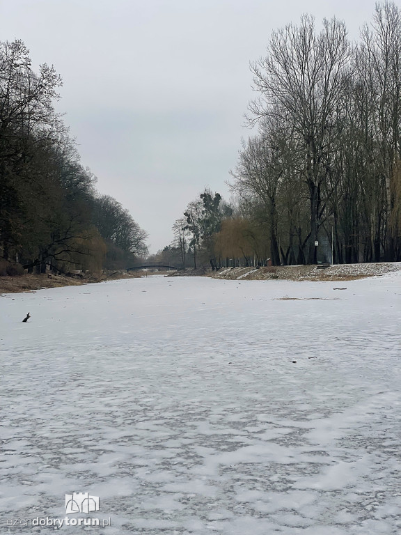 Przyducha na Martówce w Toruniu