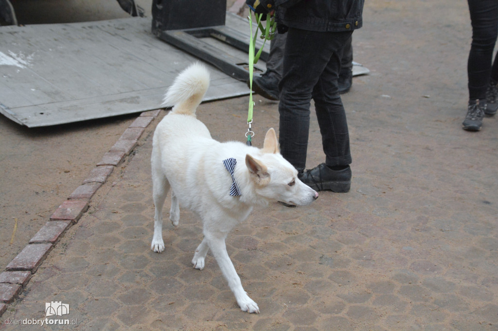 Karma dotarła do toruńskiego schroniska