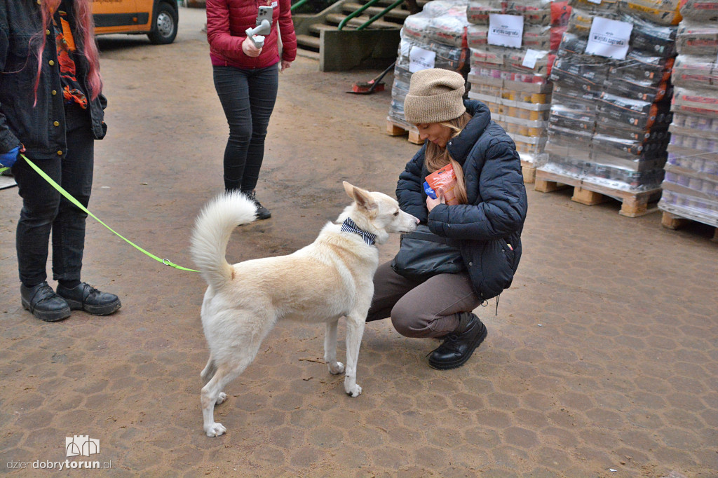Karma dotarła do toruńskiego schroniska