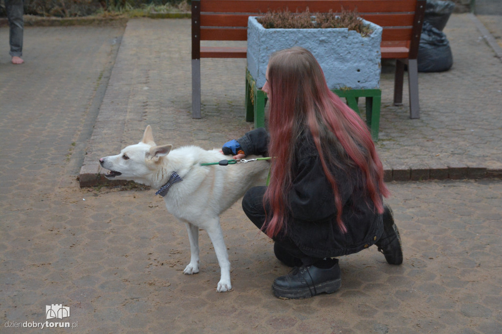 Karma dotarła do toruńskiego schroniska