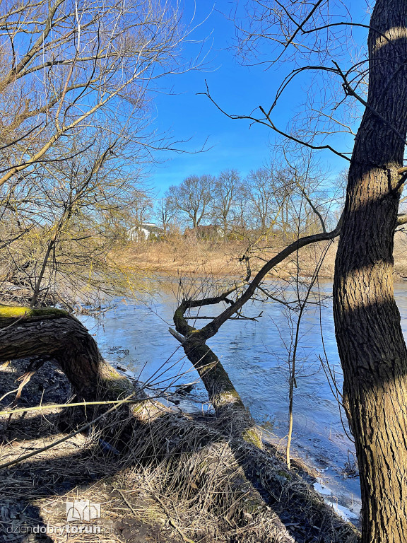 Tak wygląda Drwęca w Złotorii
