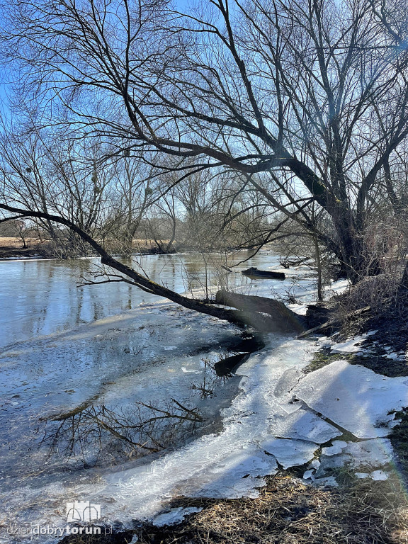 Tak wygląda Drwęca w Złotorii