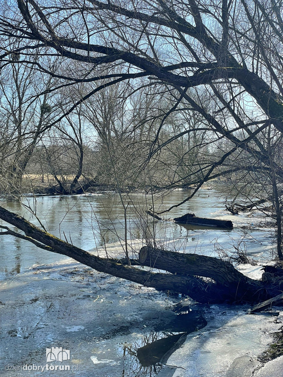 Tak wygląda Drwęca w Złotorii