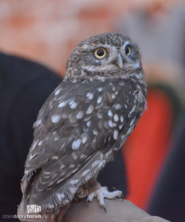 Królewska atmosfera na Zamku Dybowskim. Tak uczczono ważną rocznicę