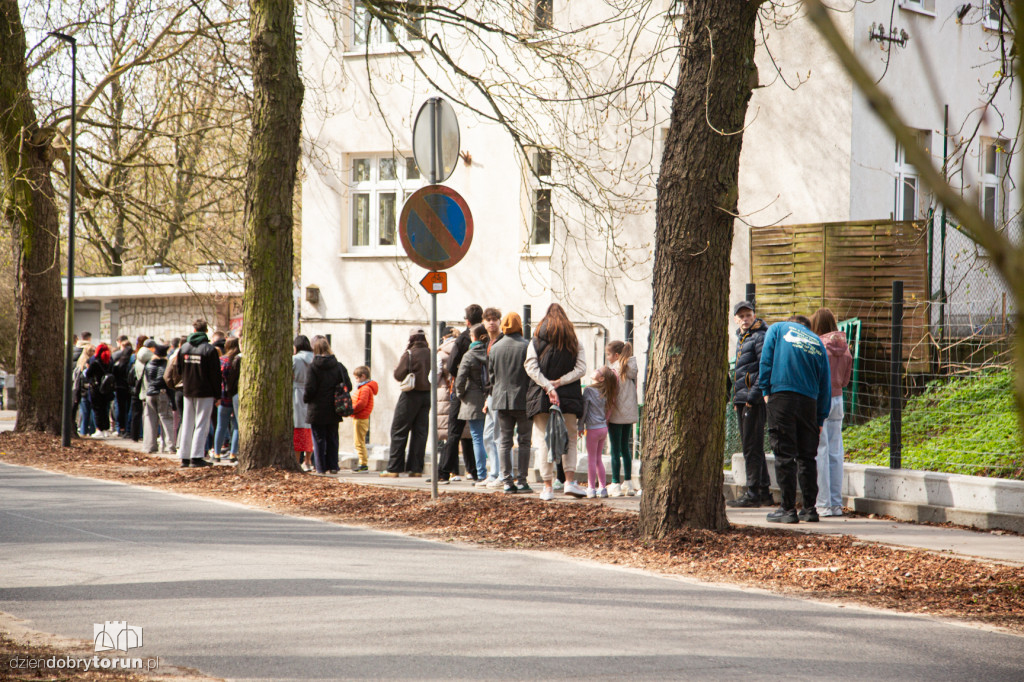 Spacer z psami ze schroniska w Toruniu