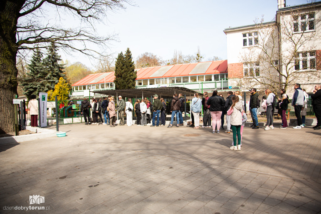 Spacer z psami ze schroniska w Toruniu