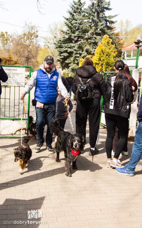 Spacer z psami ze schroniska w Toruniu