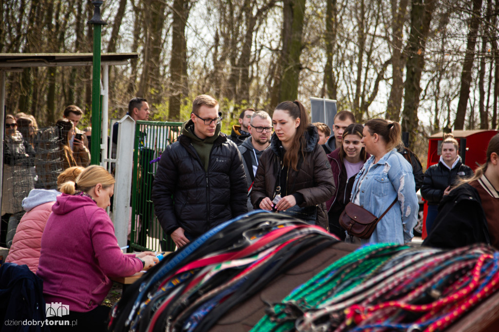 Spacer z psami ze schroniska w Toruniu
