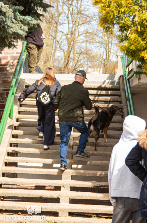 Spacer z psami ze schroniska w Toruniu