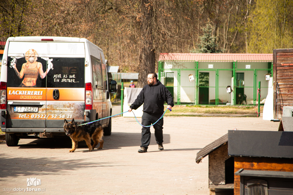 Spacer z psami ze schroniska w Toruniu