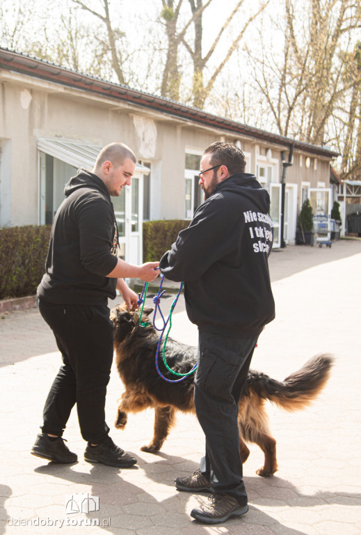 Spacer z psami ze schroniska w Toruniu