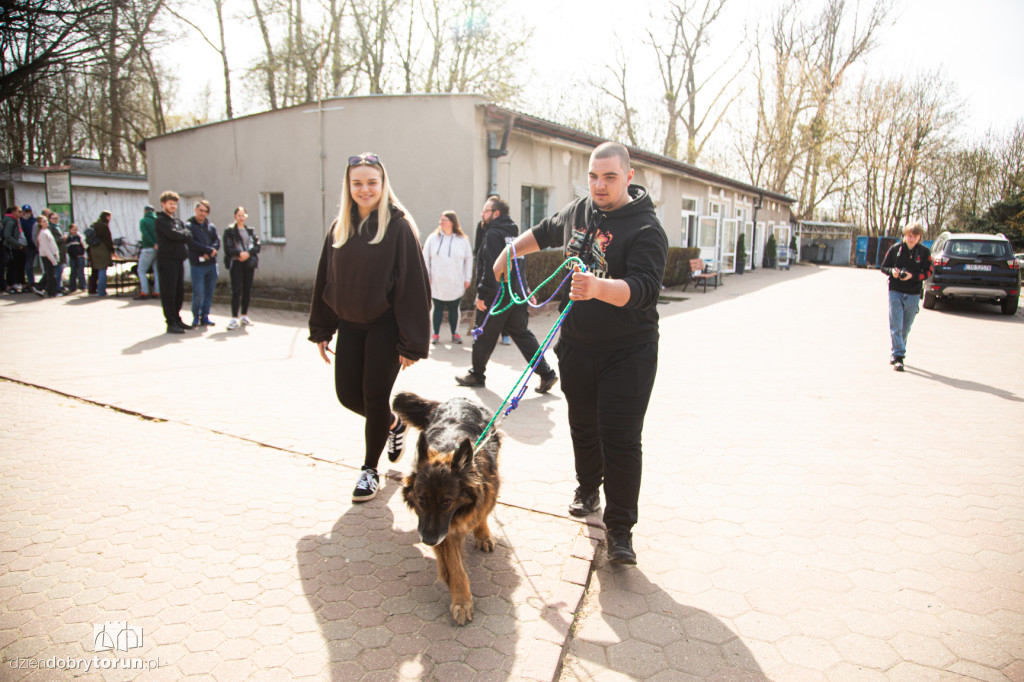 Spacer z psami ze schroniska w Toruniu