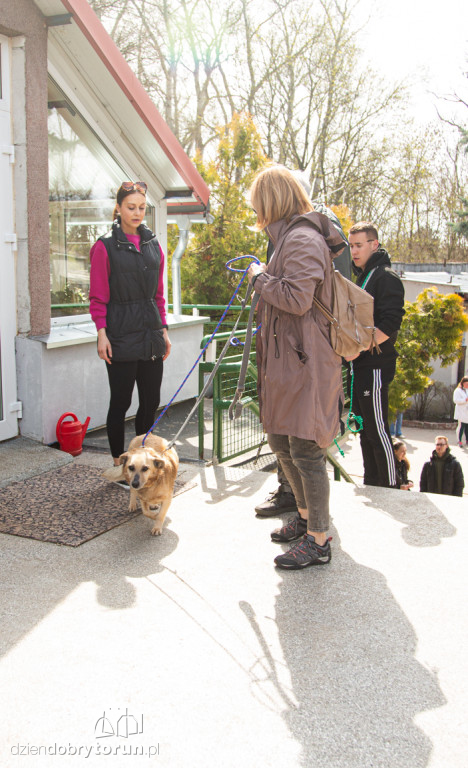 Spacer z psami ze schroniska w Toruniu