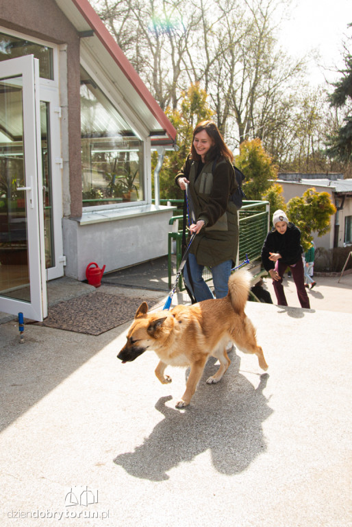 Spacer z psami ze schroniska w Toruniu