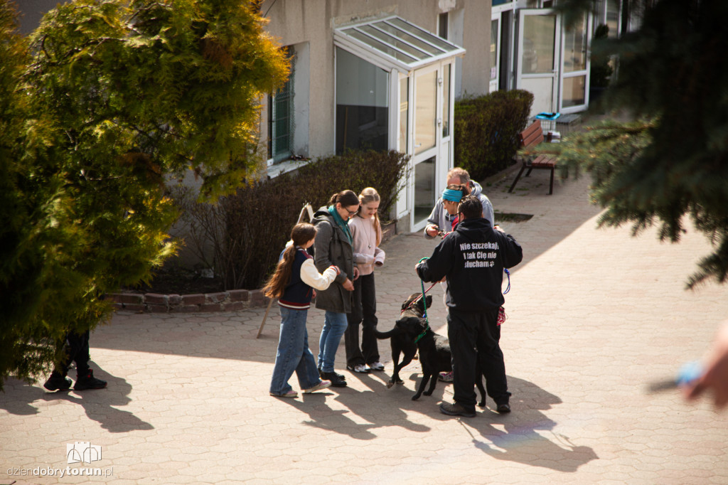 Spacer z psami ze schroniska w Toruniu