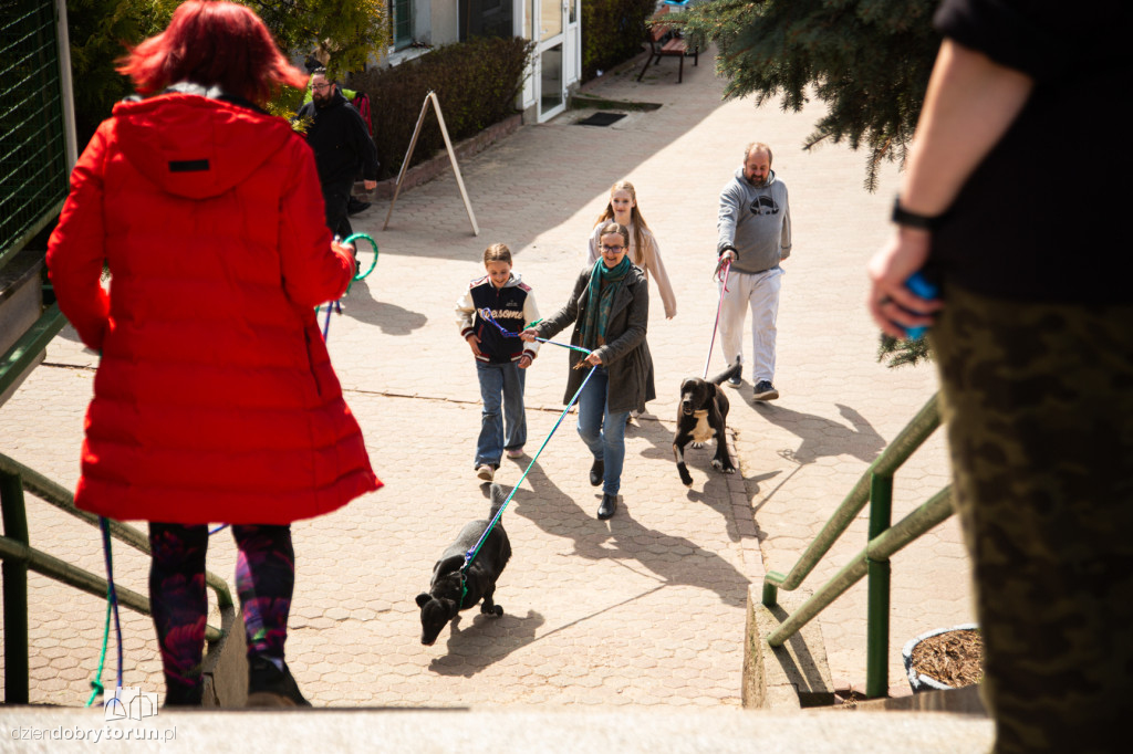 Spacer z psami ze schroniska w Toruniu