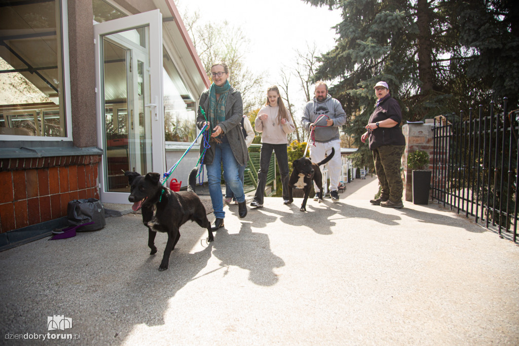 Spacer z psami ze schroniska w Toruniu